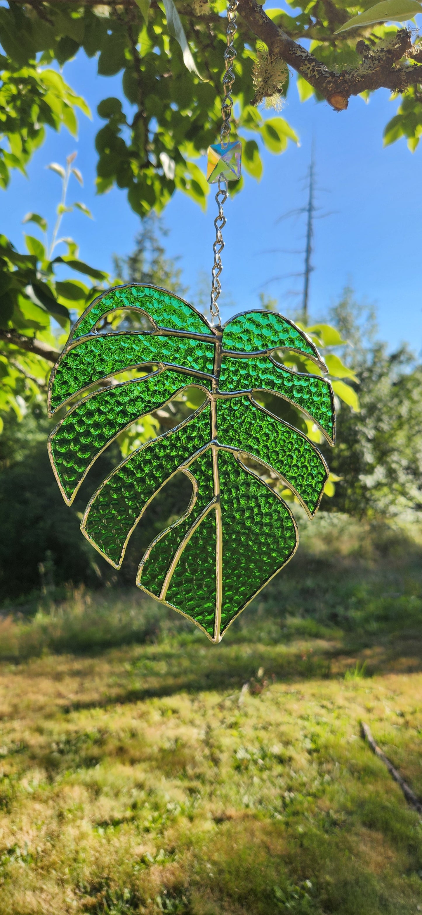 Monstera Leaf